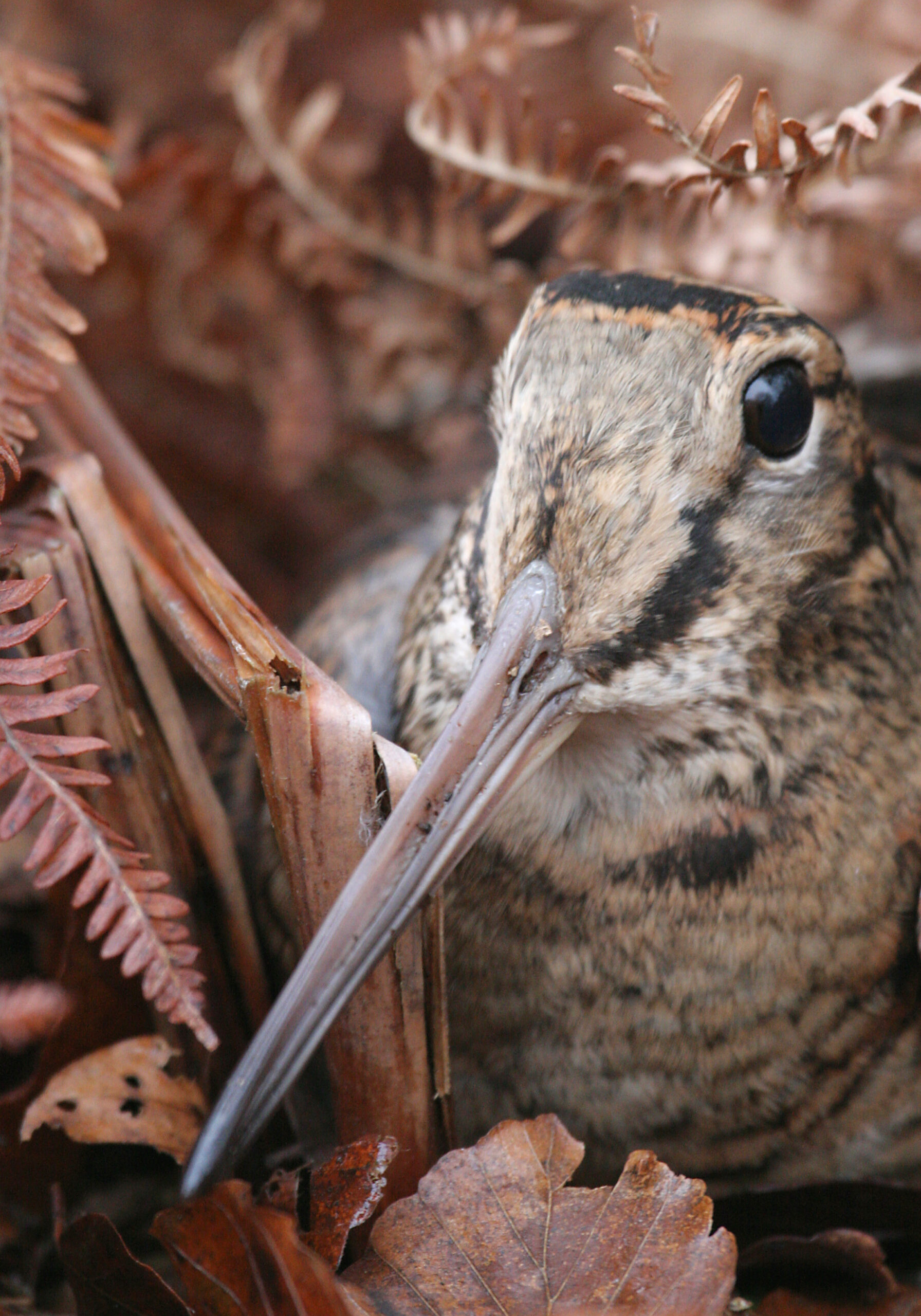 petit gibier de france - bécasse des bois - crédit photo Dominique Gest