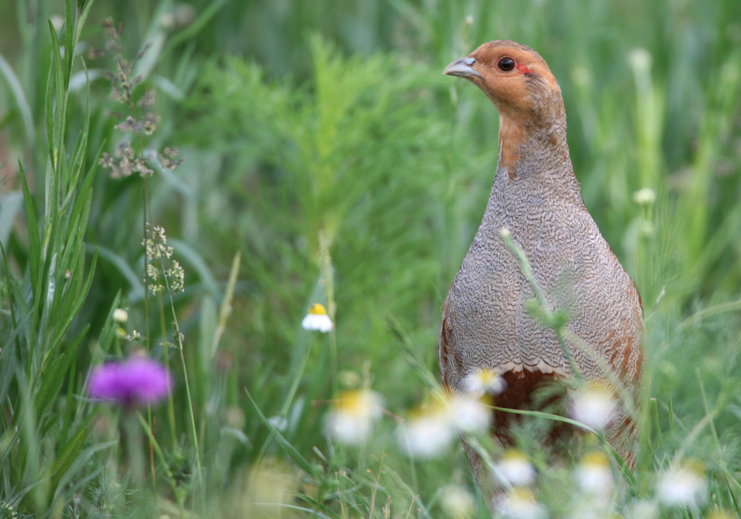 aménagement territoire plaine