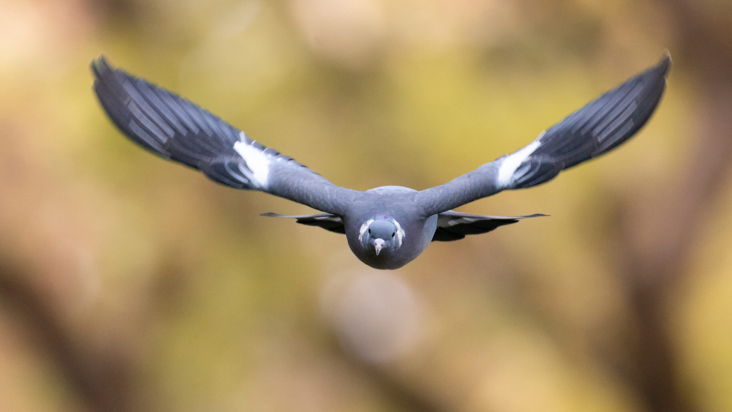 petit gibier de france - merle noir