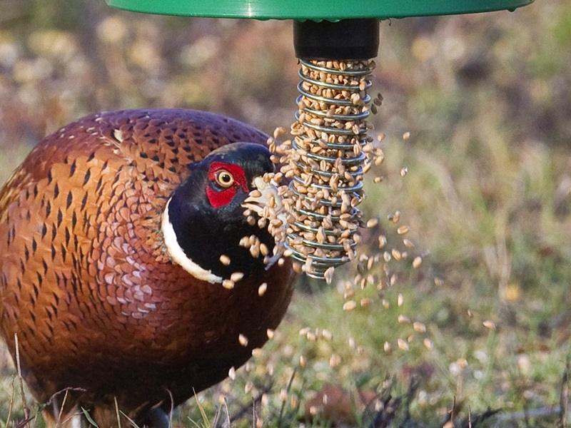 Aménager un territoire pour le faisan