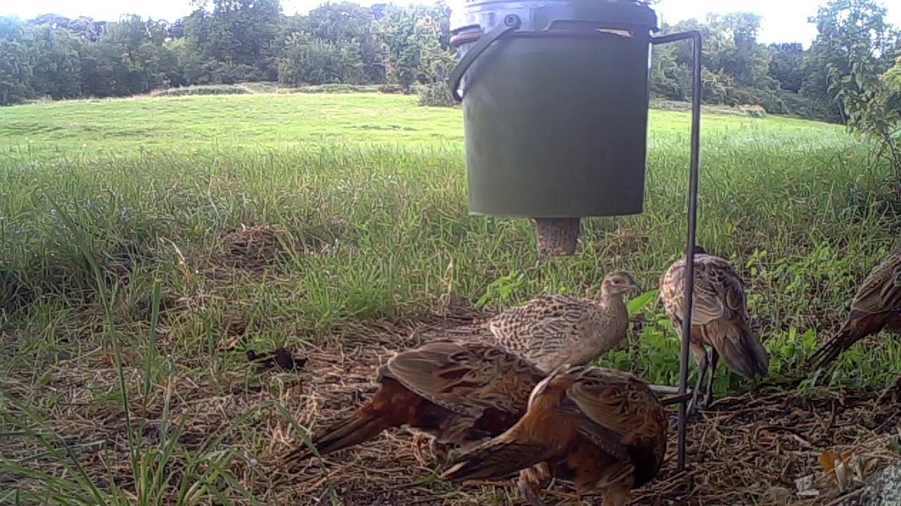 aménagement faisan agrainoir