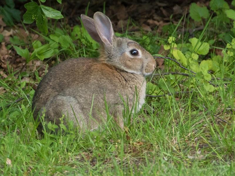 Connaitre les pathologies du petit gibier