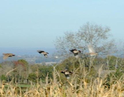 où chasser le prtit gibier