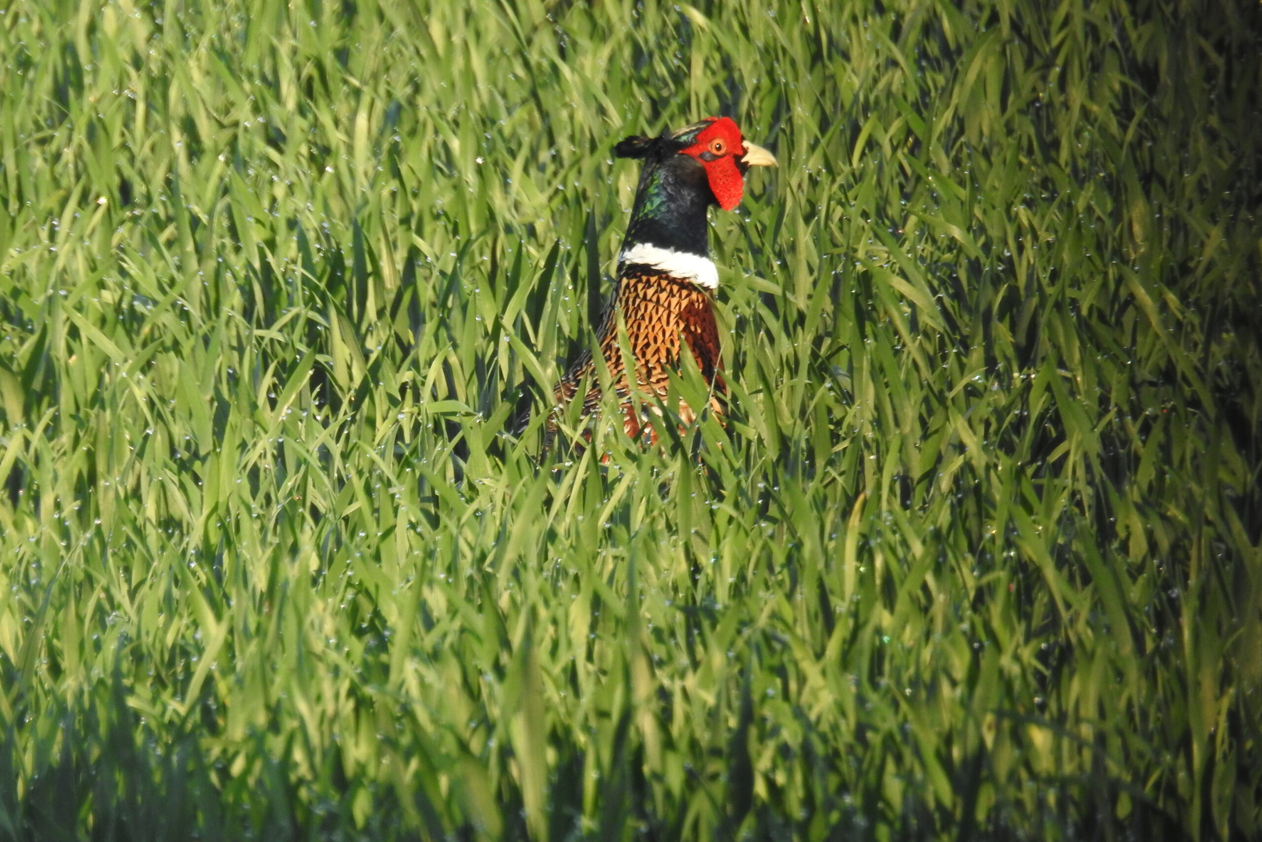 Faison coq