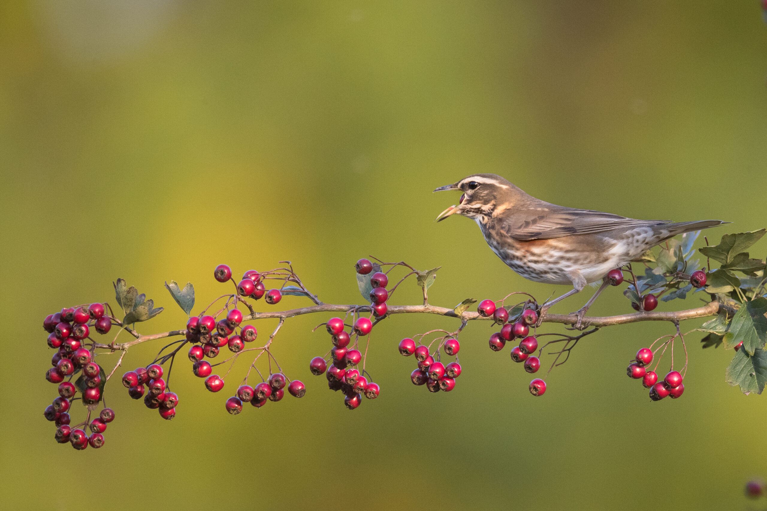 petit gibier de france - Grive - crédit photo Dominique Gest