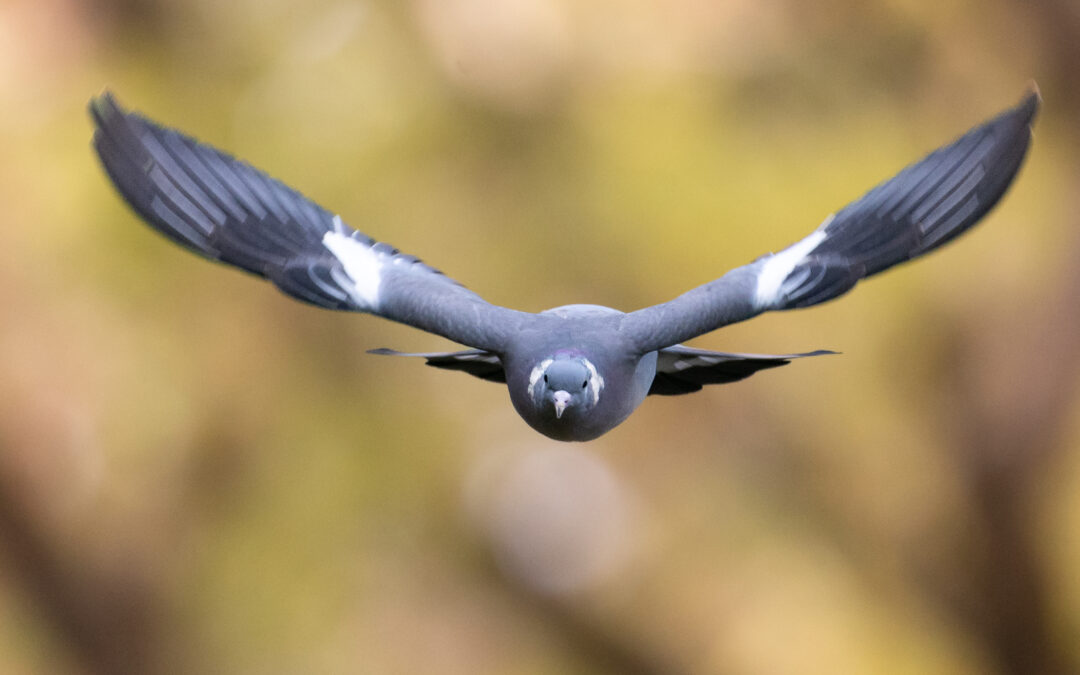 Palombe ou Pigeon ramier (Columba palumbus)