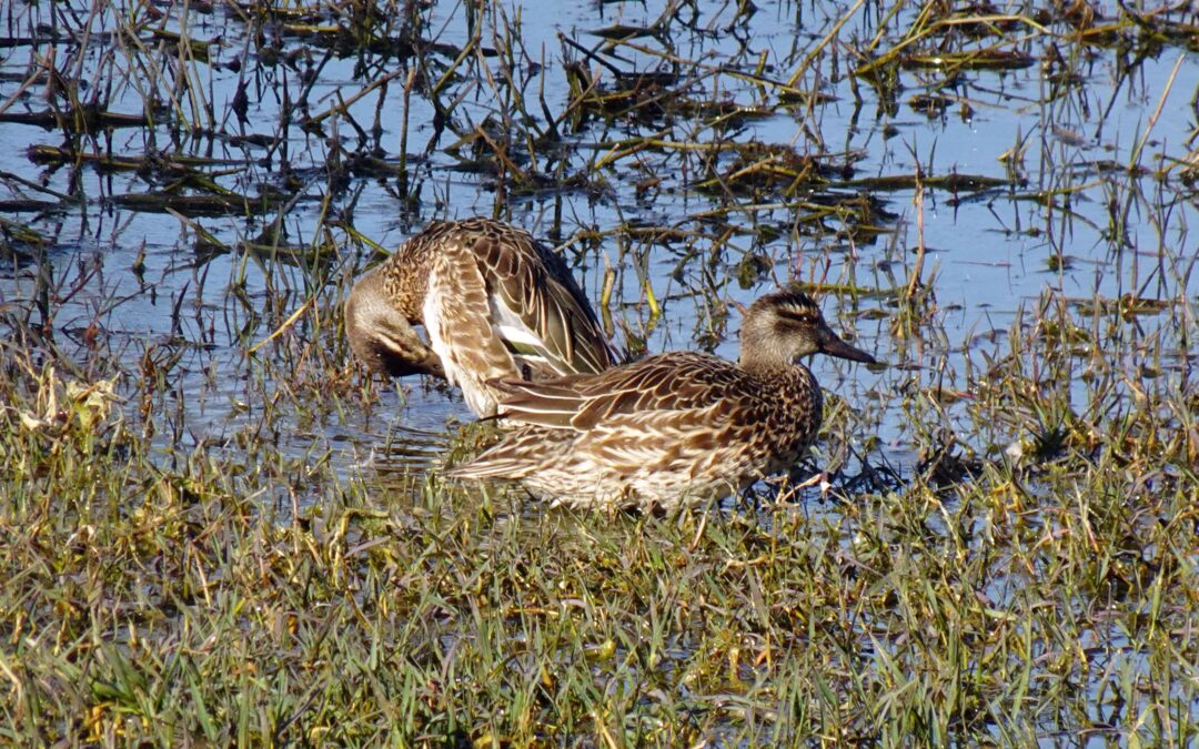 Sarcelle d’été (Anas querquedula)