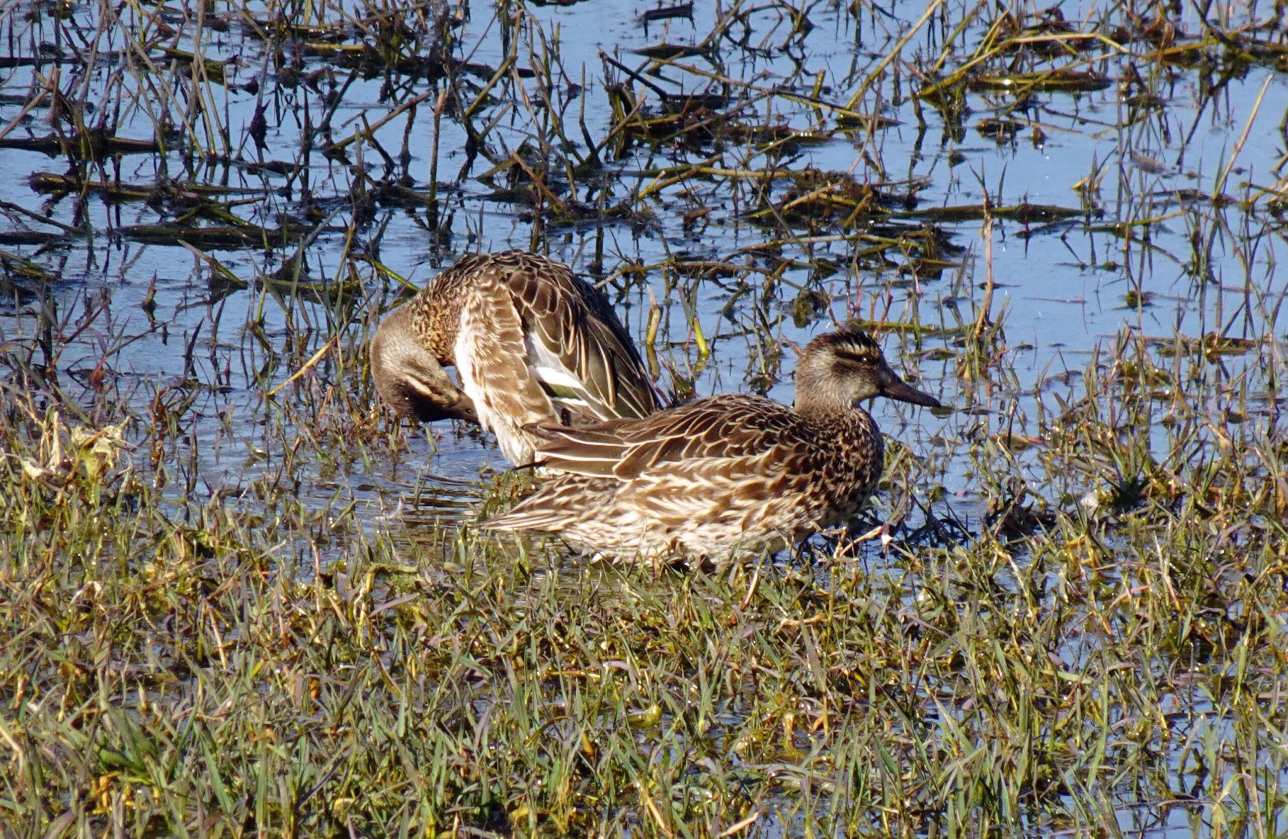 petit gibier de france - Sarcelle d'été