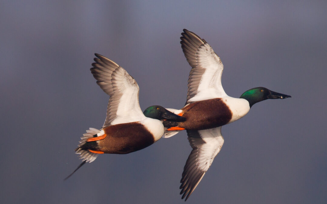 Canard souchet (Spatula clypeata anciennement Anas clypeata)