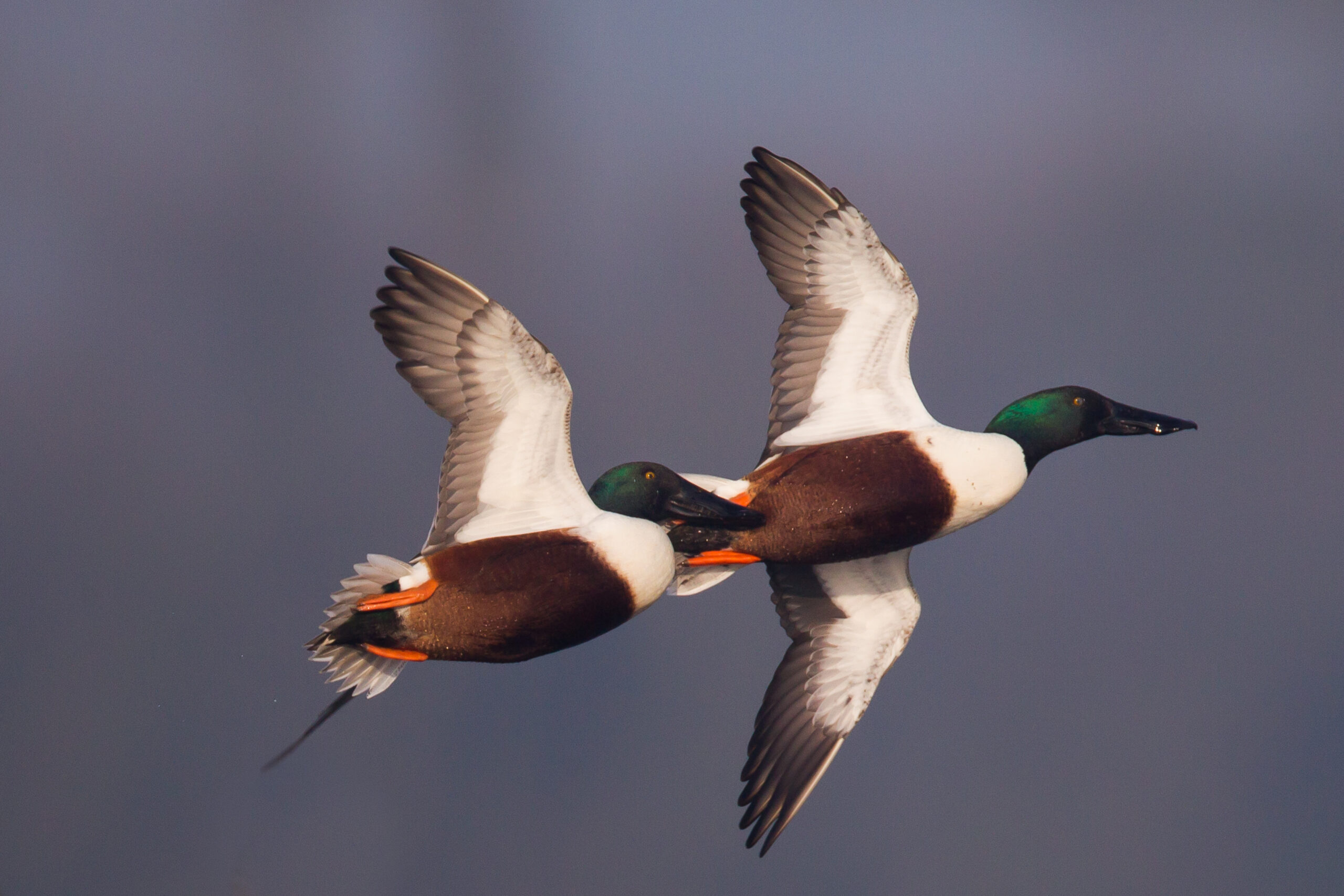 petit gibier de france - Souchets - crédit photo Dominique Gest