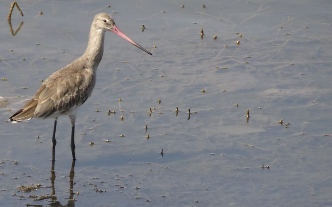 Barge à queue noire (Limosa limosa)