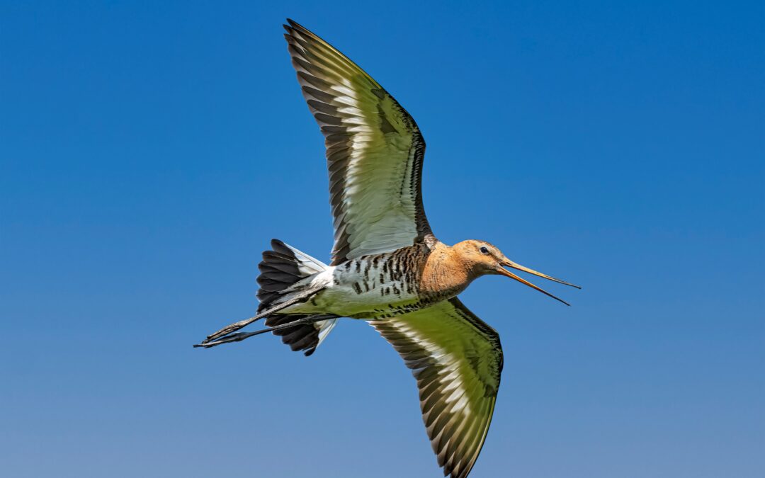 Barge rousse (Limosa lapponica)