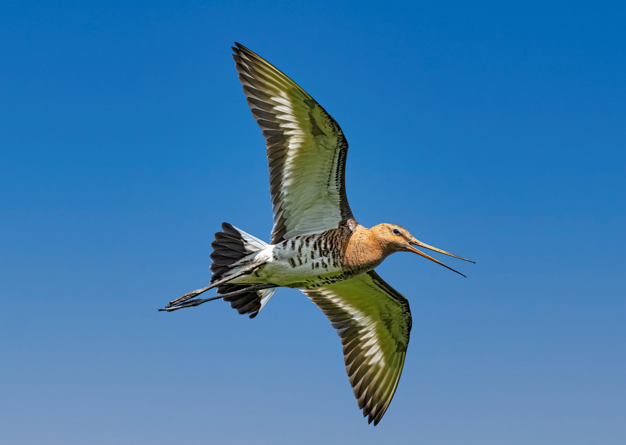 petit gibier de france - barge rousse