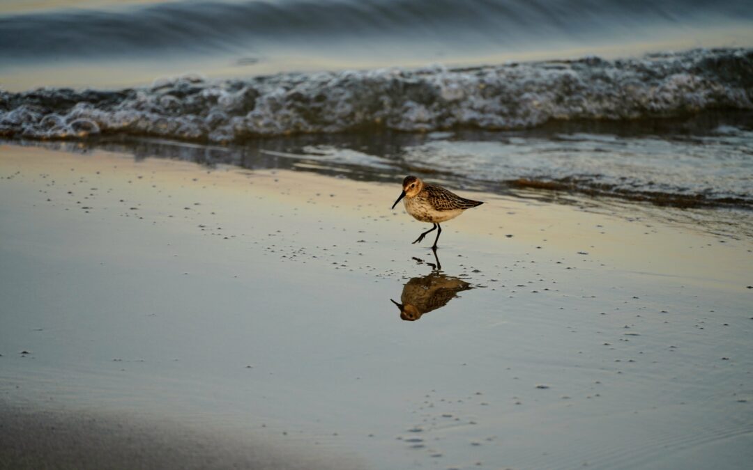 Bécasseau maubèche (Calidris canutus)