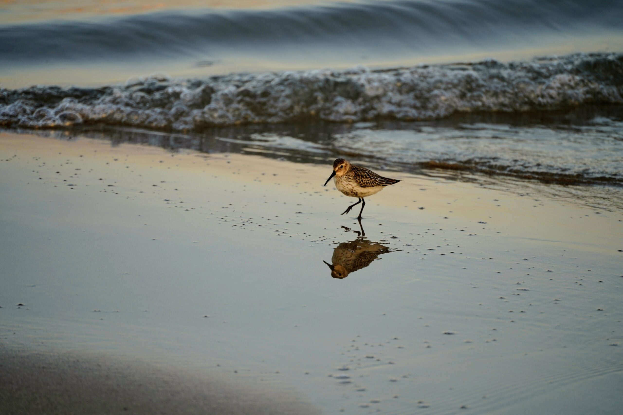 petit gibier de france - bécasseau maubèche