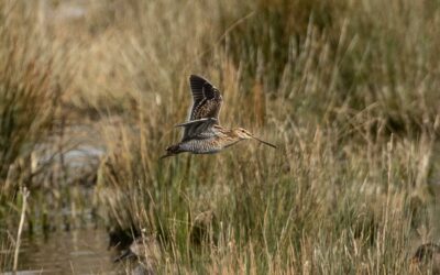 Justice : la LPO déboutée dans le Doubs sur la chasse à la bécassine.