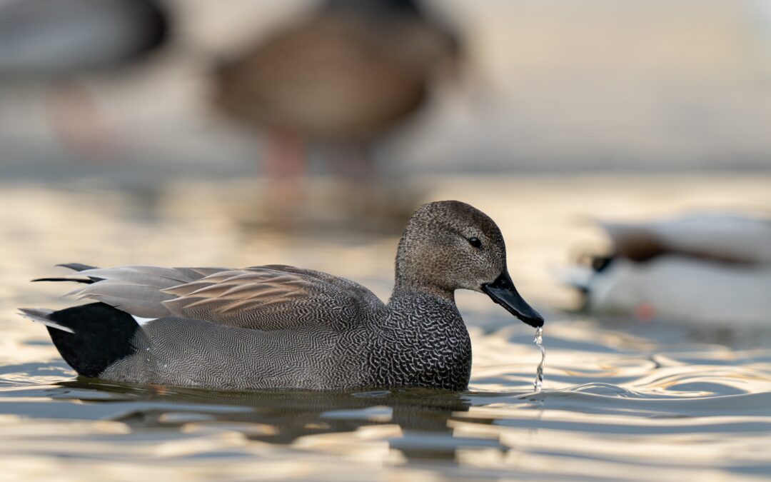 Canard chipeau (Mareca strepera)