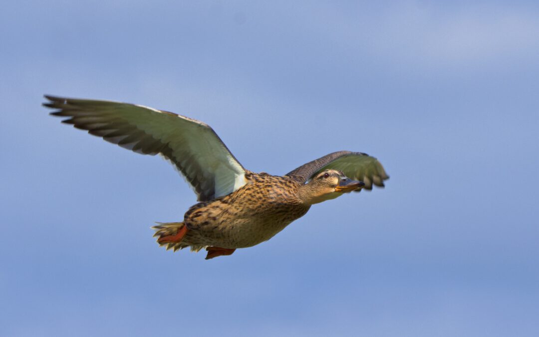 Canard colvert (Anas platyrhynchos)