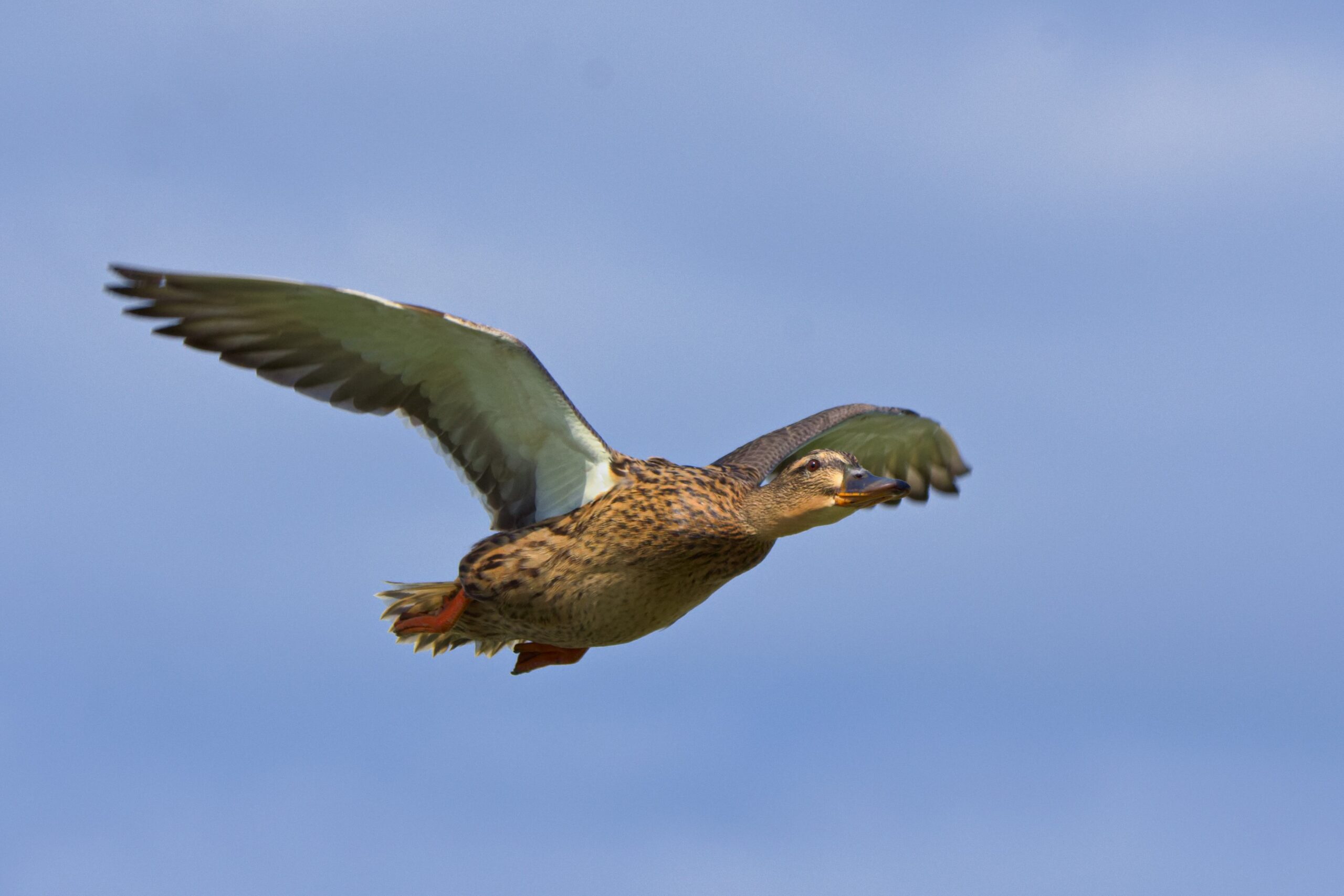 petit gibier de france - canard colvert