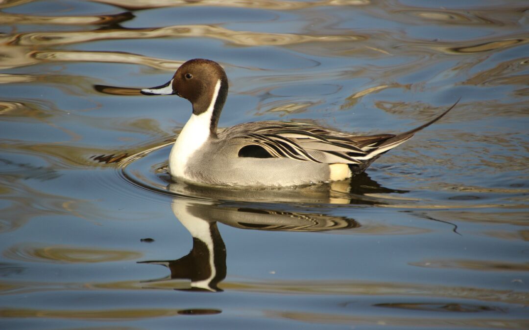 Canard pilet (Anas acuta)