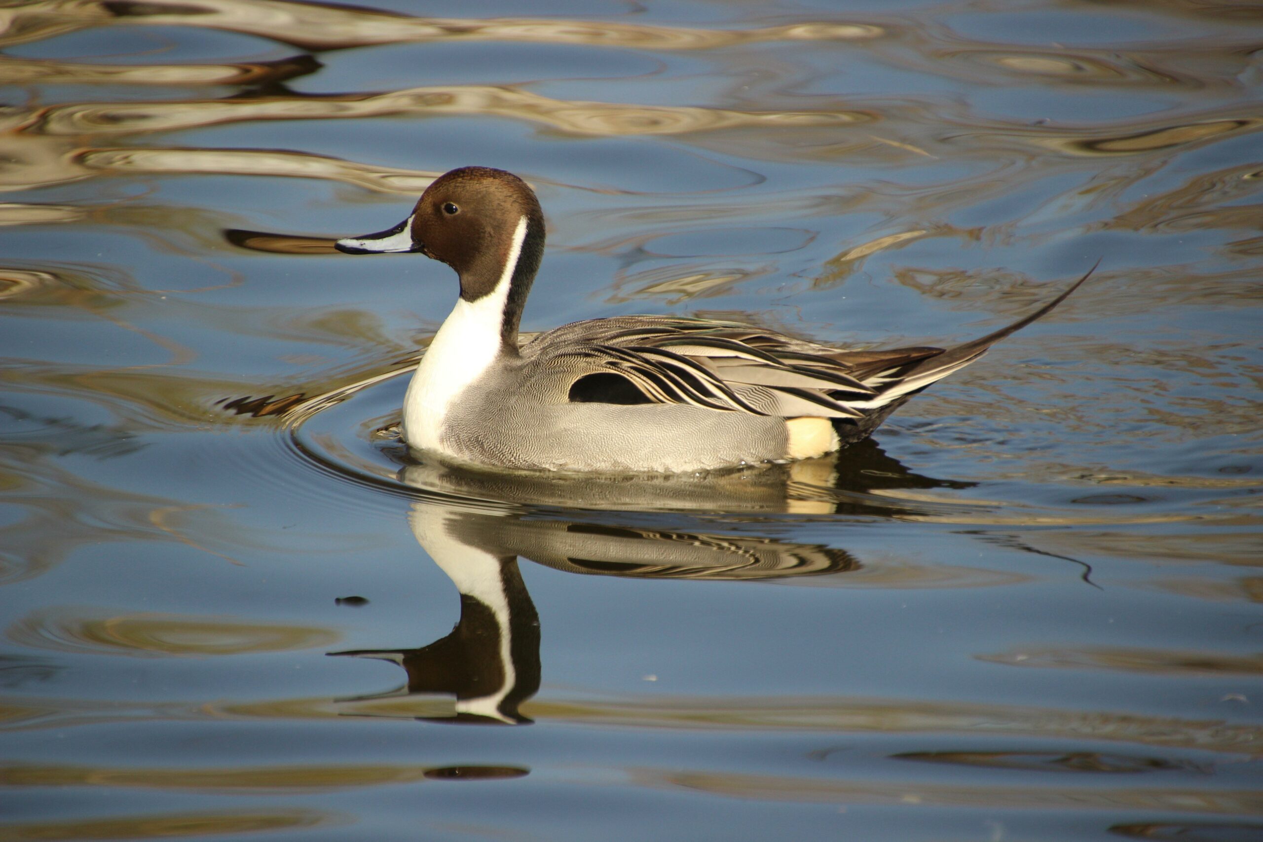 petit gibier de france - canard pillet