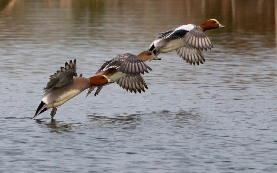 Canard siffleur (Anas penelope)