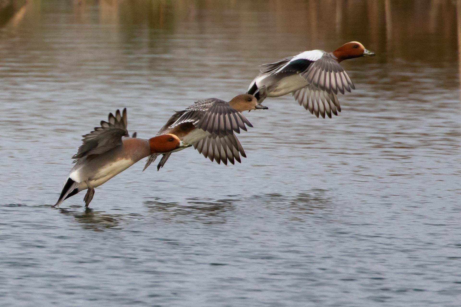 petit gibier de france - canard siffleur