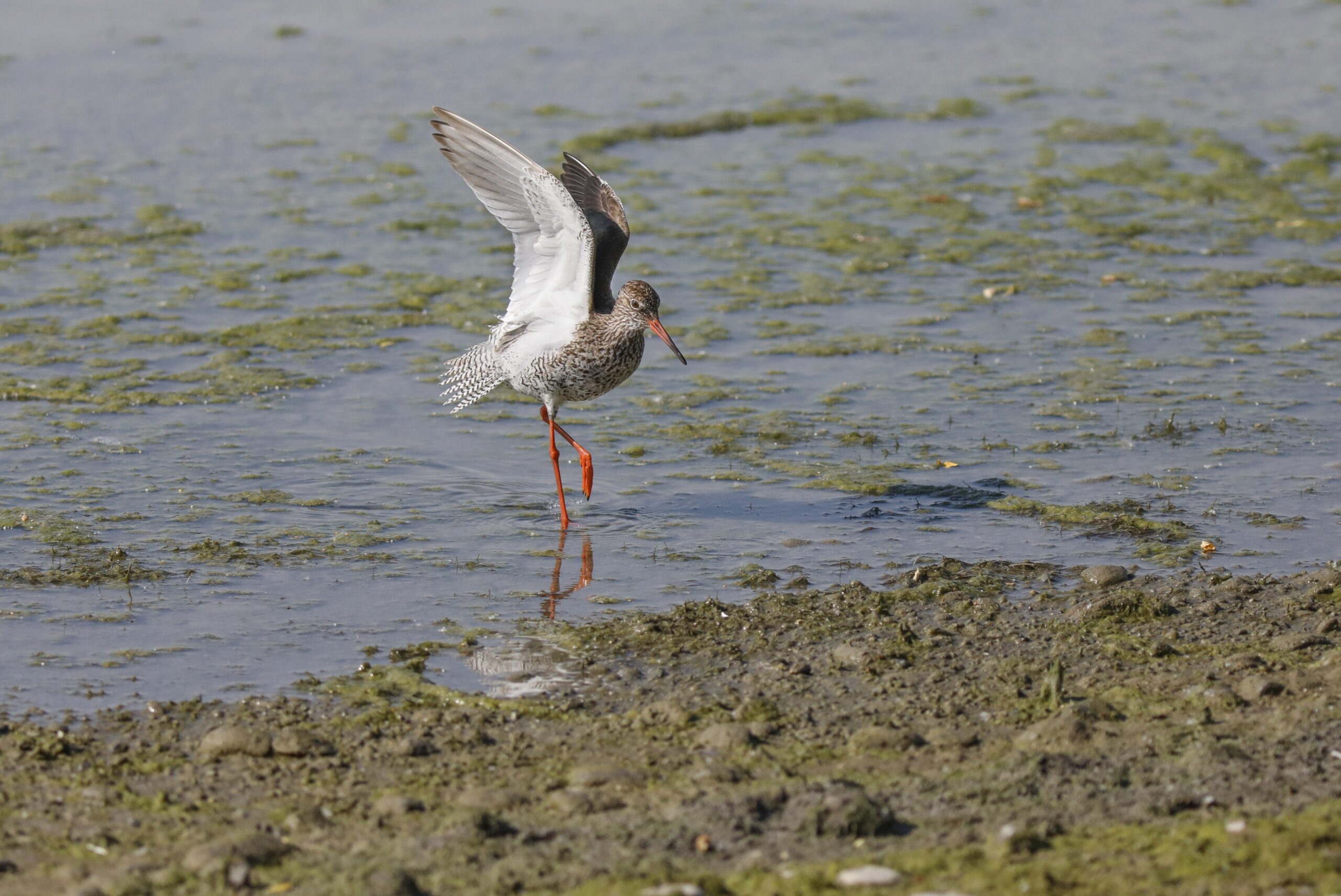 petit gibier de france - chevalier