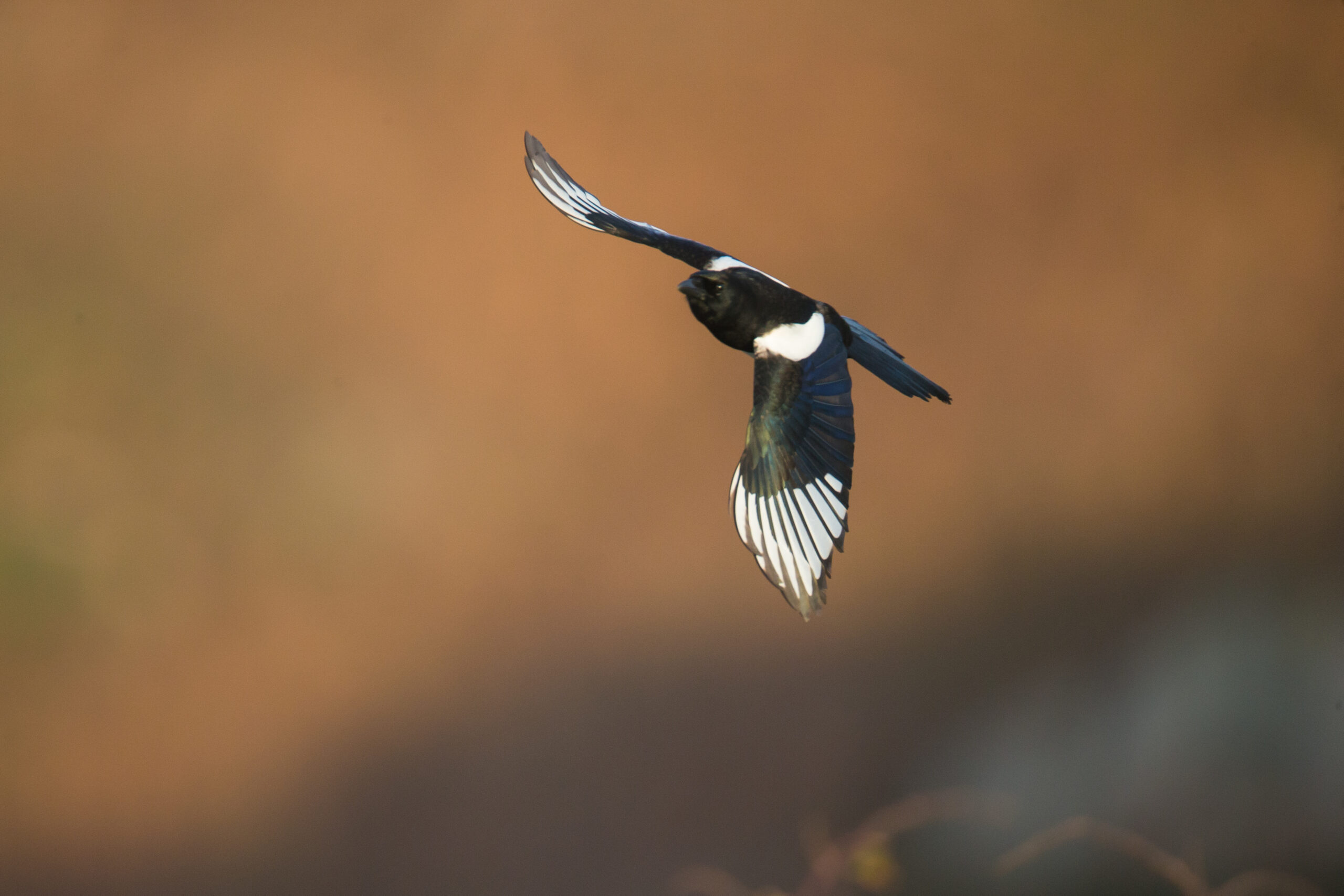 petit gibier de france - corvidés - crédit photo Dominique Gest