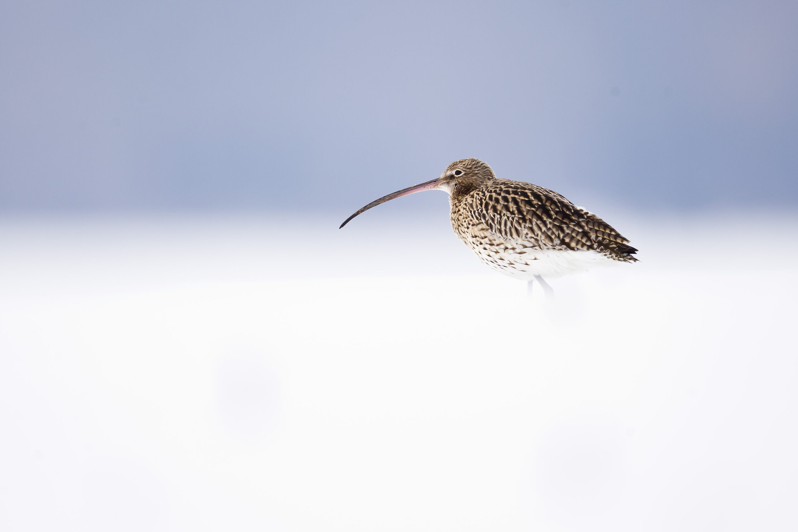 petit gibier de france - courlis - crédit photo Dominique Gest