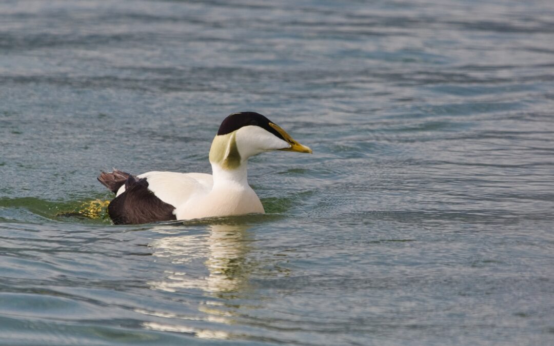 Eider à duvet (Somateria mollissima)