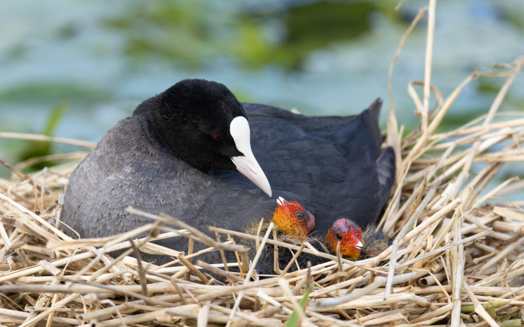 Foulque macroule (Fulica atra)