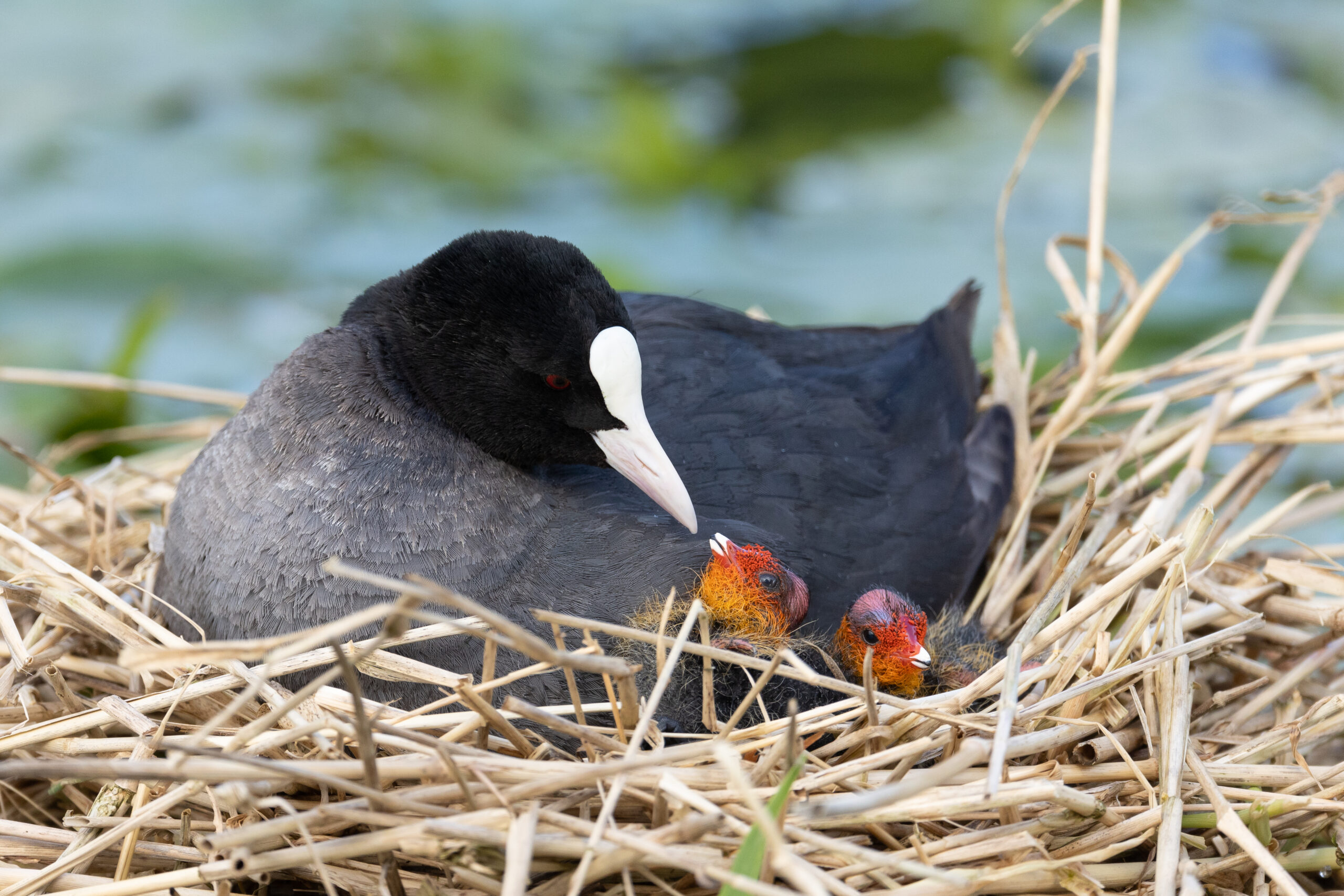 petit gibier de france - foulque - crédit photo Dominique Gest