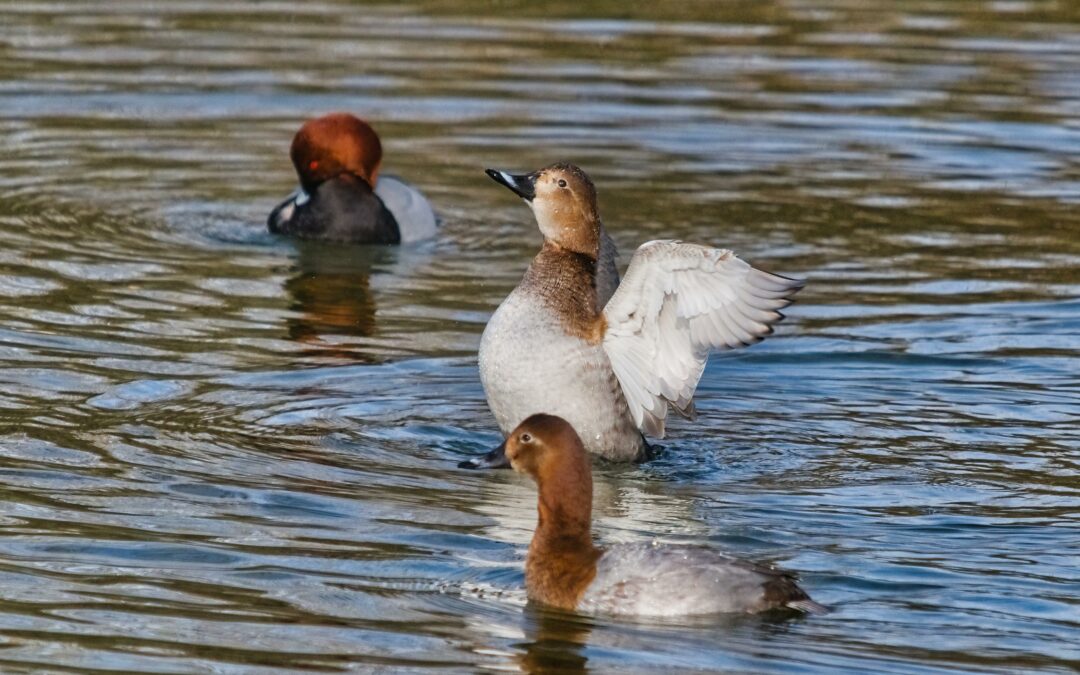 Fuligule milouin (Aythya ferina)
