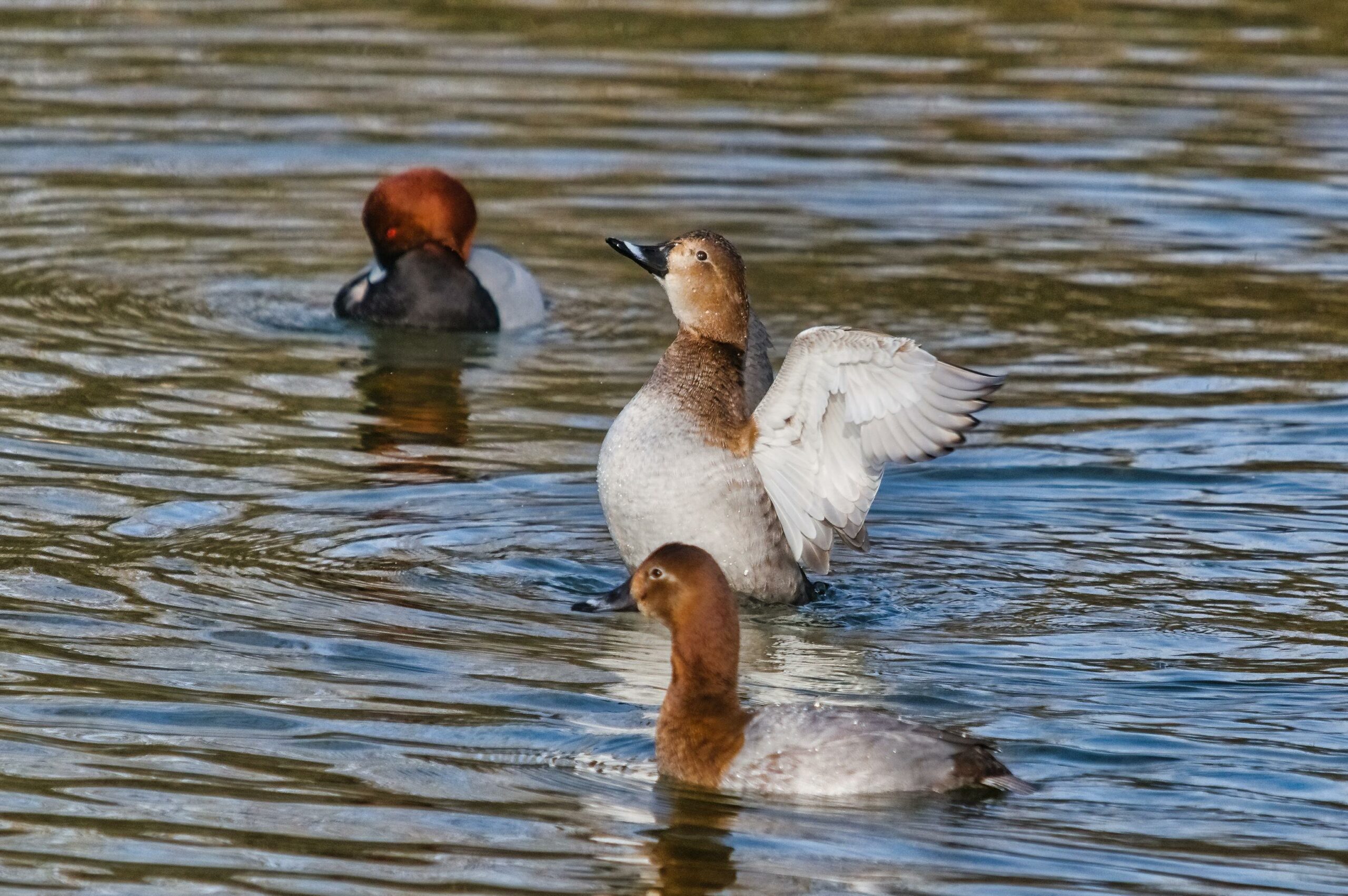 petit gibier de france - fuligule milouin