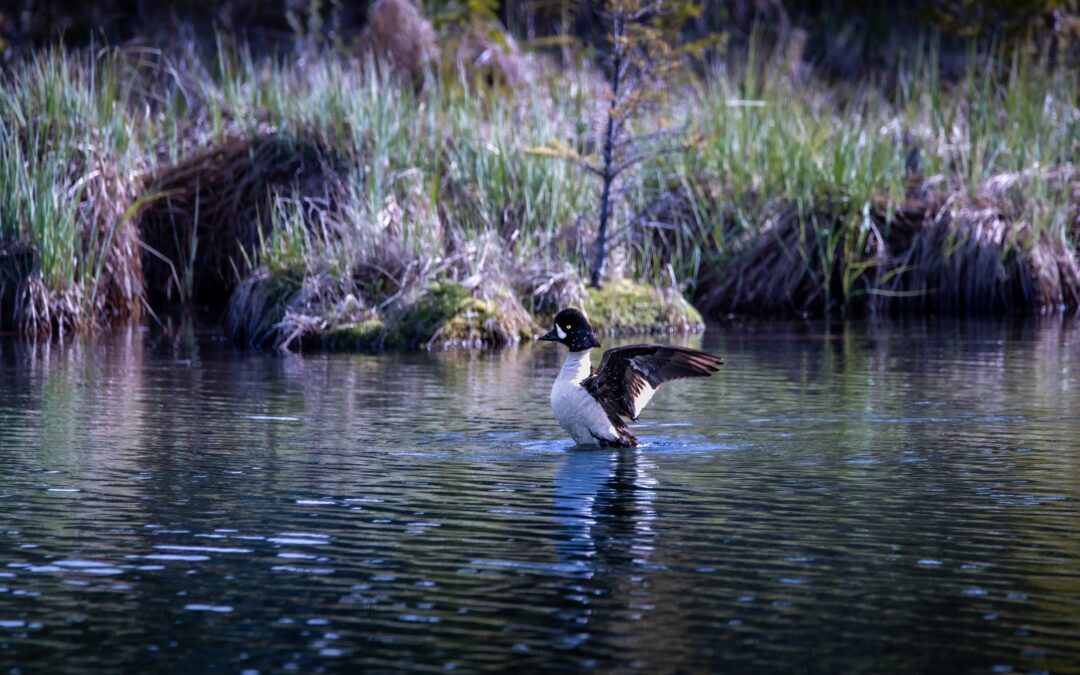 Garrot à œil d’or (Bucephala clangula)