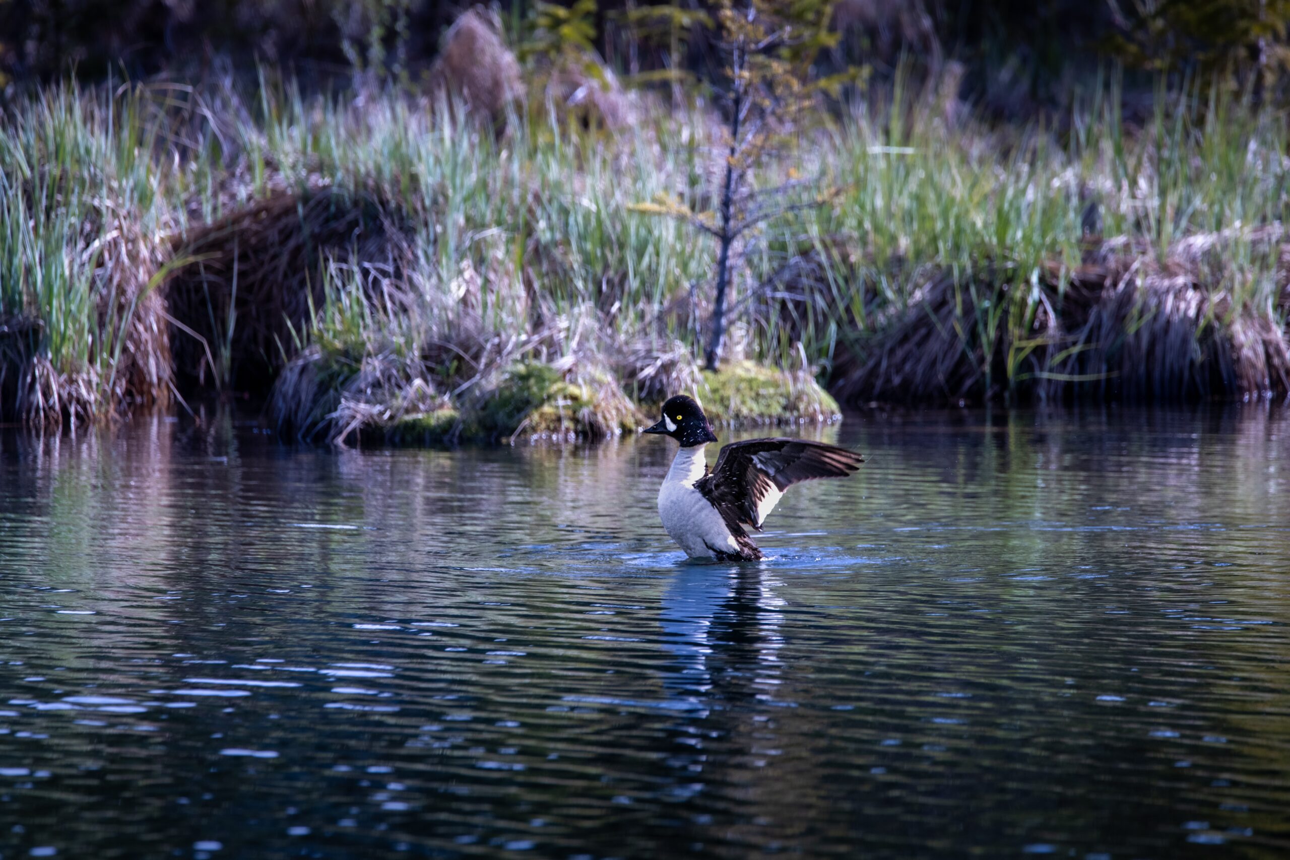 petit gibier de france - garot à oeil d'or
