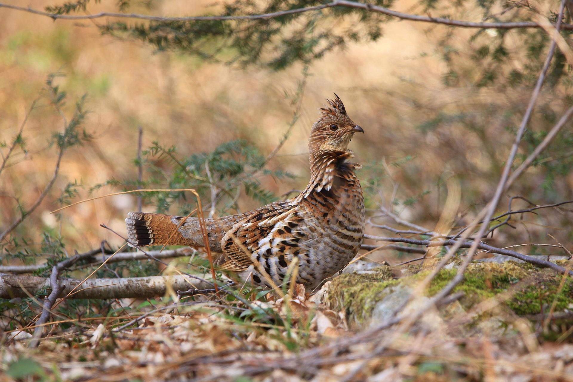 petit gibier de france - gélinotte des bois