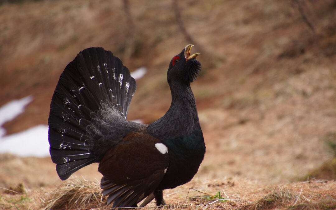 Grand Tetras ou grand coq de bruyère (Tetrao urogallus)