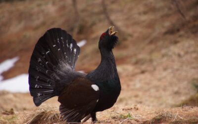 Le Ministère de l&rsquo;Ecologie exclut deux oiseaux de la liste des espèces chassables