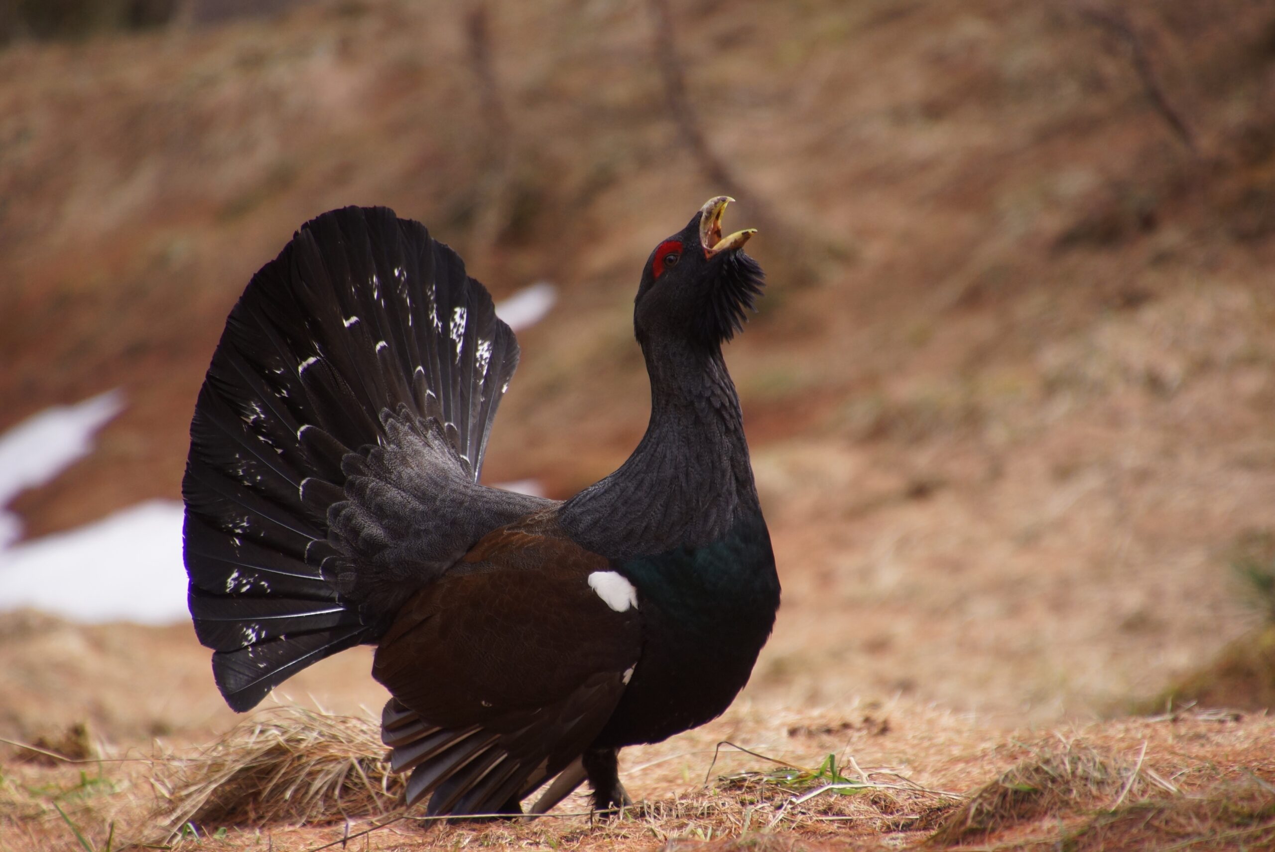 petit gibier de france - grand tetras 2