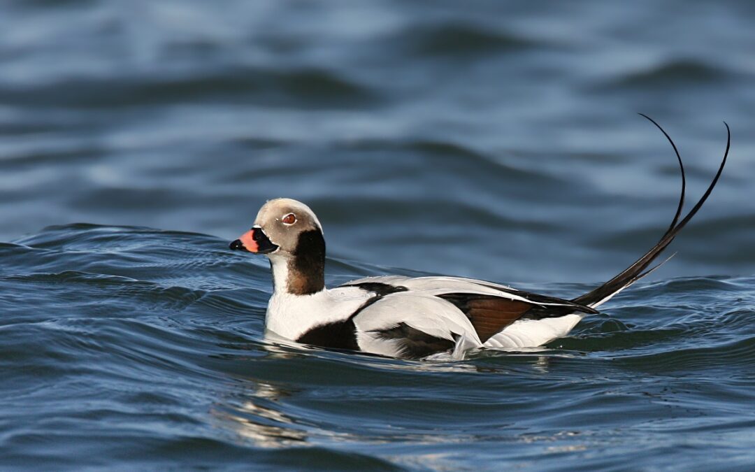 Harelde de Miquelon (Clangula hyemalis)