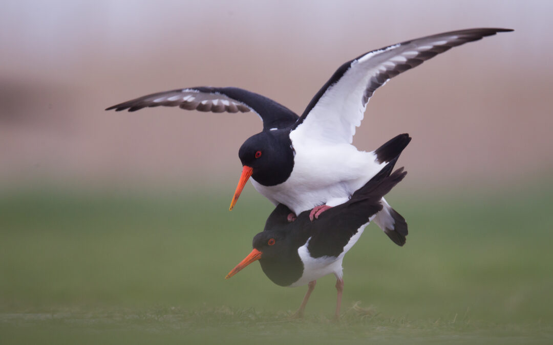 Huîtrier pie (Haematopus ostralegus)