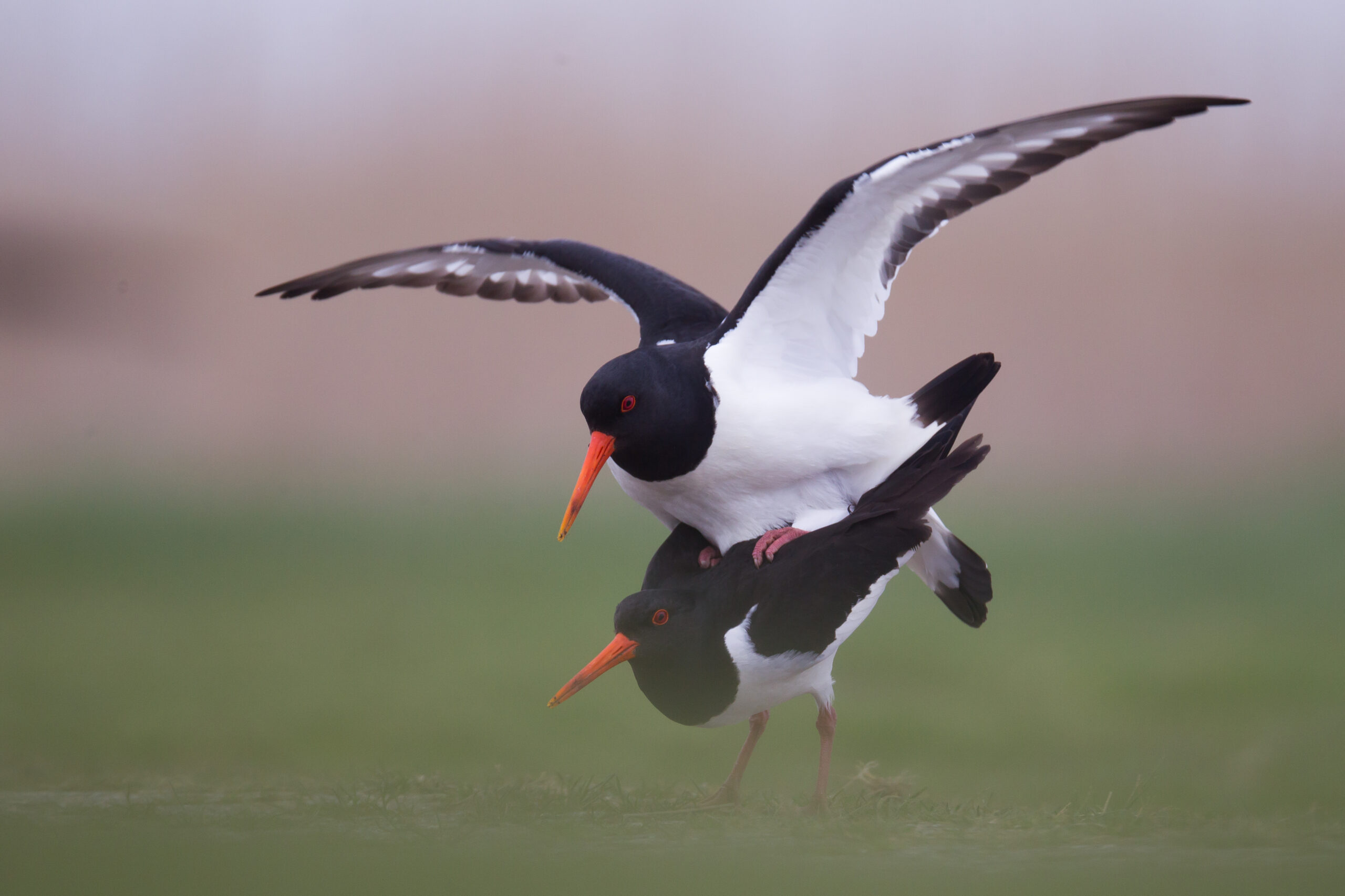 petit gibier de france - huitriers pies - crédit photo Dominique Gest