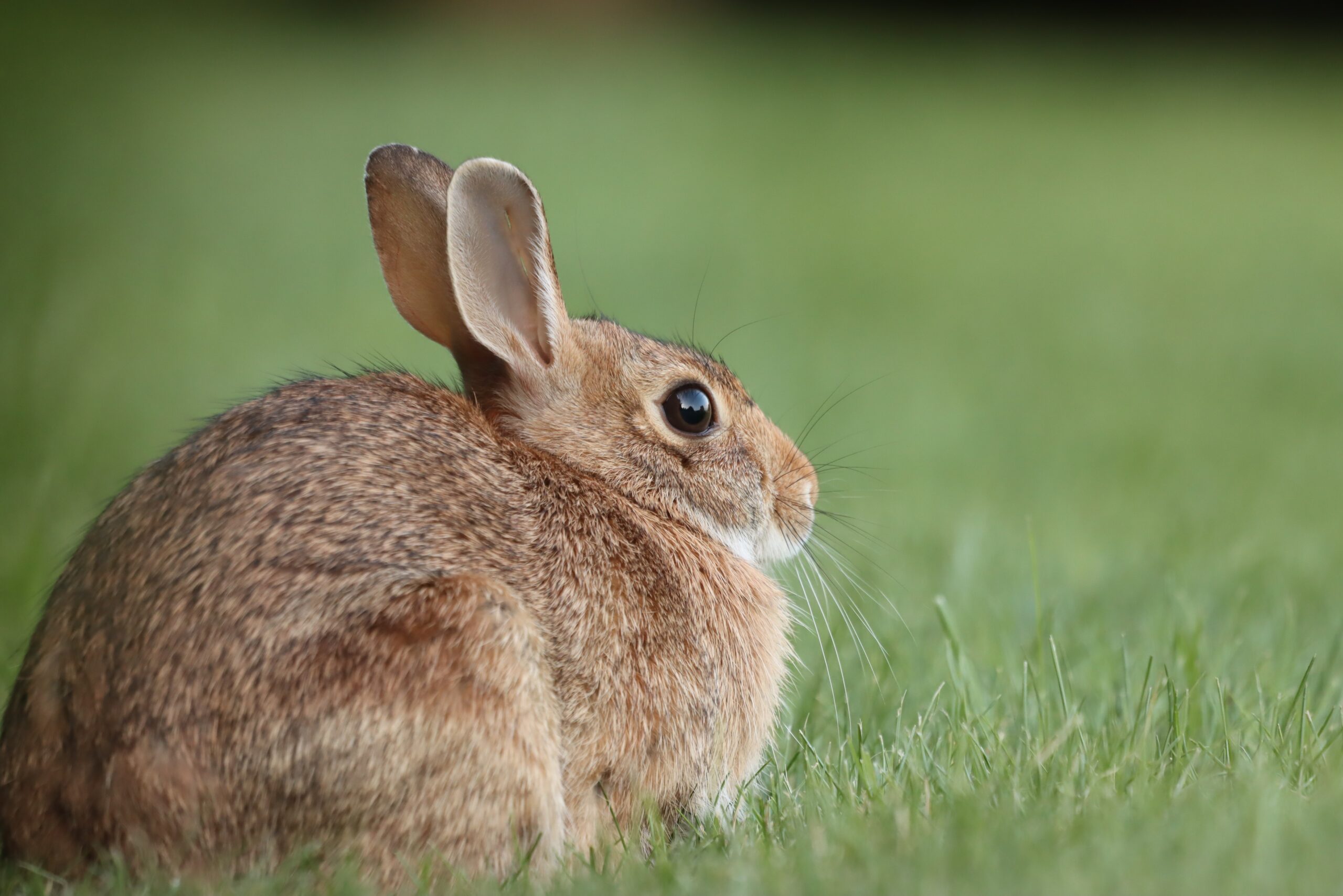 petit gibier de france - lapin de garenne