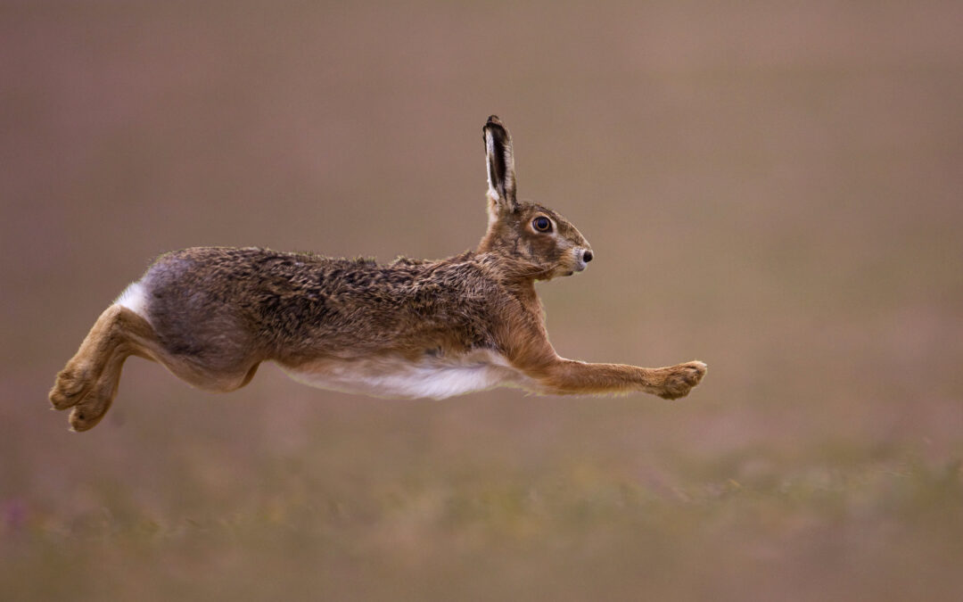 Lièvre brun