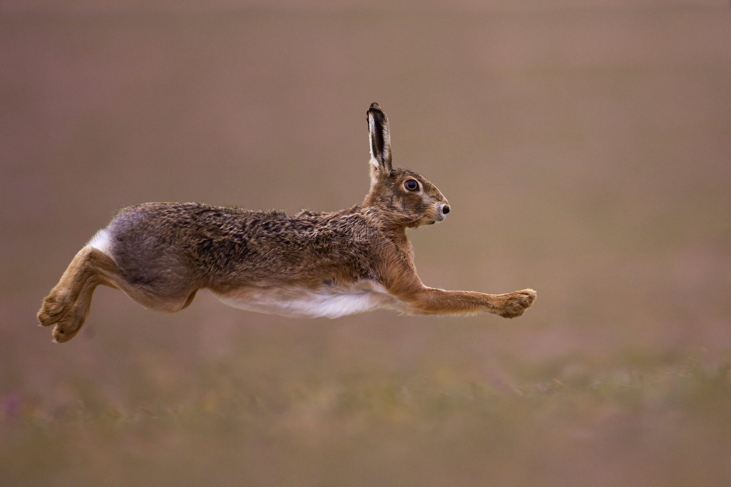 petit gibier de france - lièvre- credit photo Dominique Gest