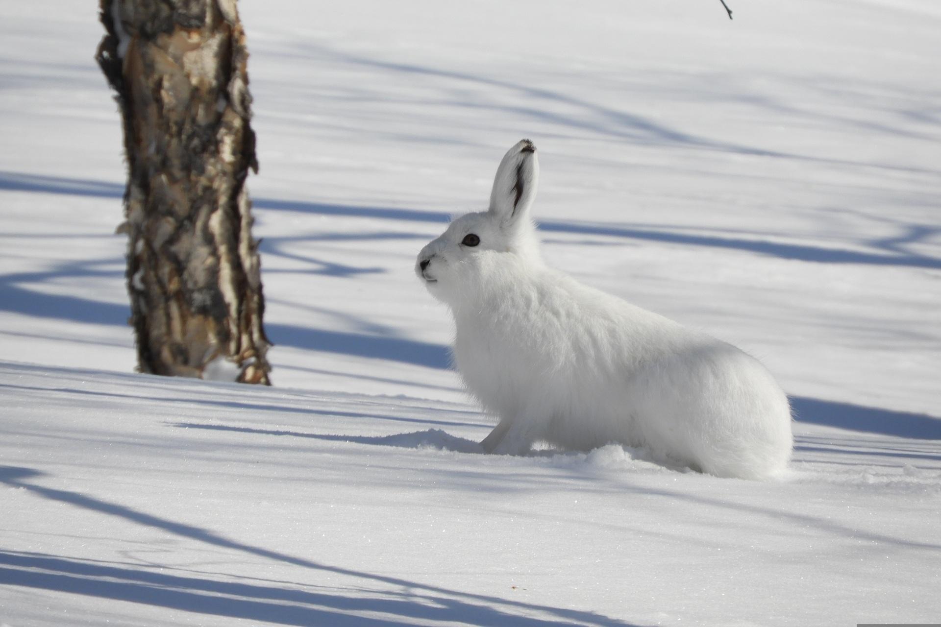 petit gibier de france - lièvre variable