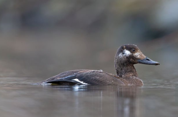 petit gibier de france - macreuse brune