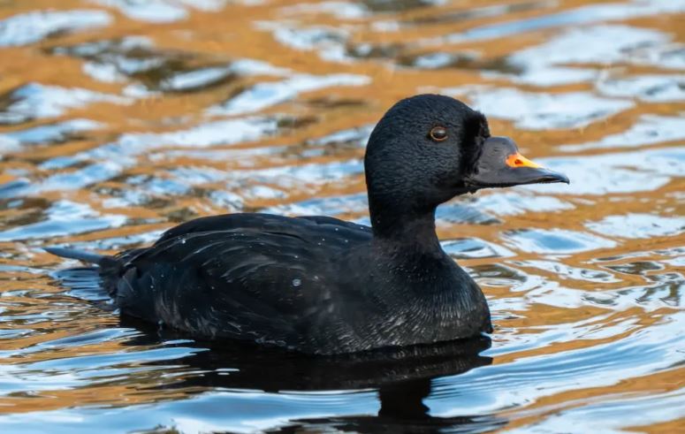 petit gibier de france - macreuse noire